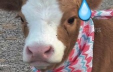 娱乐吃瓜酱鼻塞,揭秘明星们的健康小秘密